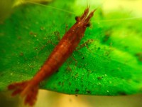 /album/fotogalerij/red-sakura-3-jpeg/